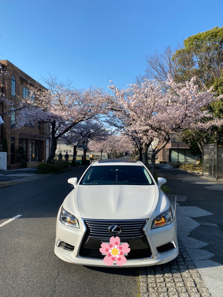 Tomoki_LS500's tweet photo. 〜桜 LS460後期 真正面〜
#桜
#LEXUS
#LS460後期
#USF40
#AIMGAIN
#BBS https://t.co/Rq2JjsWYIO