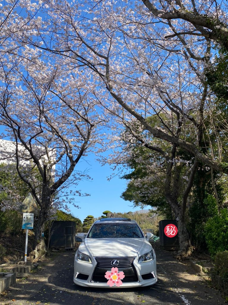 Tomoki_LS500's tweet photo. 〜桜 LS460後期 真正面〜
#桜
#LEXUS
#LS460後期
#USF40
#AIMGAIN
#BBS https://t.co/Rq2JjsWYIO
