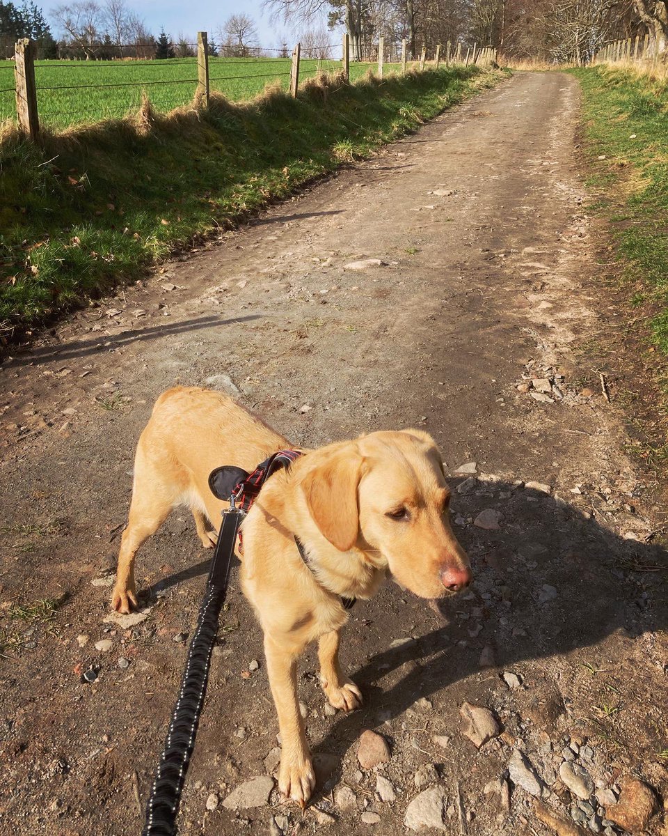 KerryDavMusic's tweet photo. Marnie and I enjoyed a #Canicross for Beginners run at Drum Castle this morning. Great fun and a beautiful morning for it 🐾 🏃♀️ #teachersrunningclub #ukrunchat #hellosundaymorning https://t.co/D7j4eErJIh