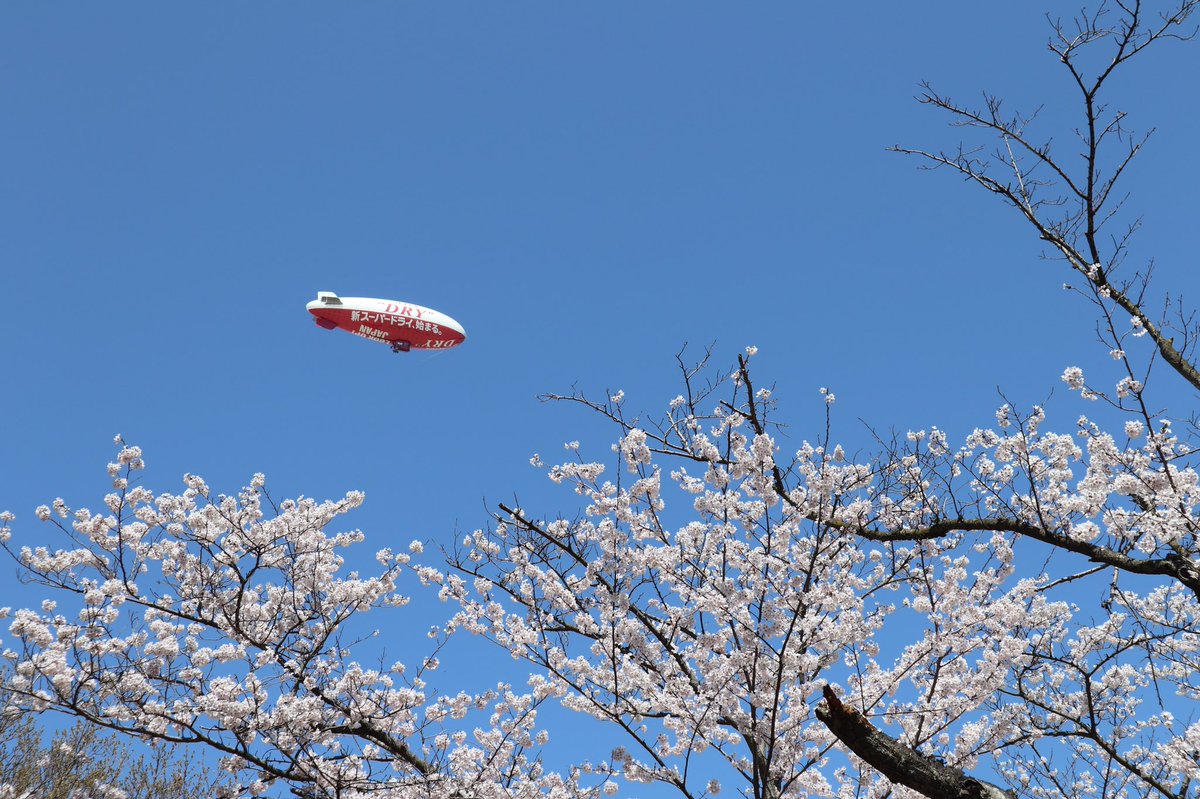 remina888's tweet photo. @flying_superdry 
満開の��の中
岡山県白石島から

#空飛ぶスーパードライ https://t.co/AURMrlaLYc