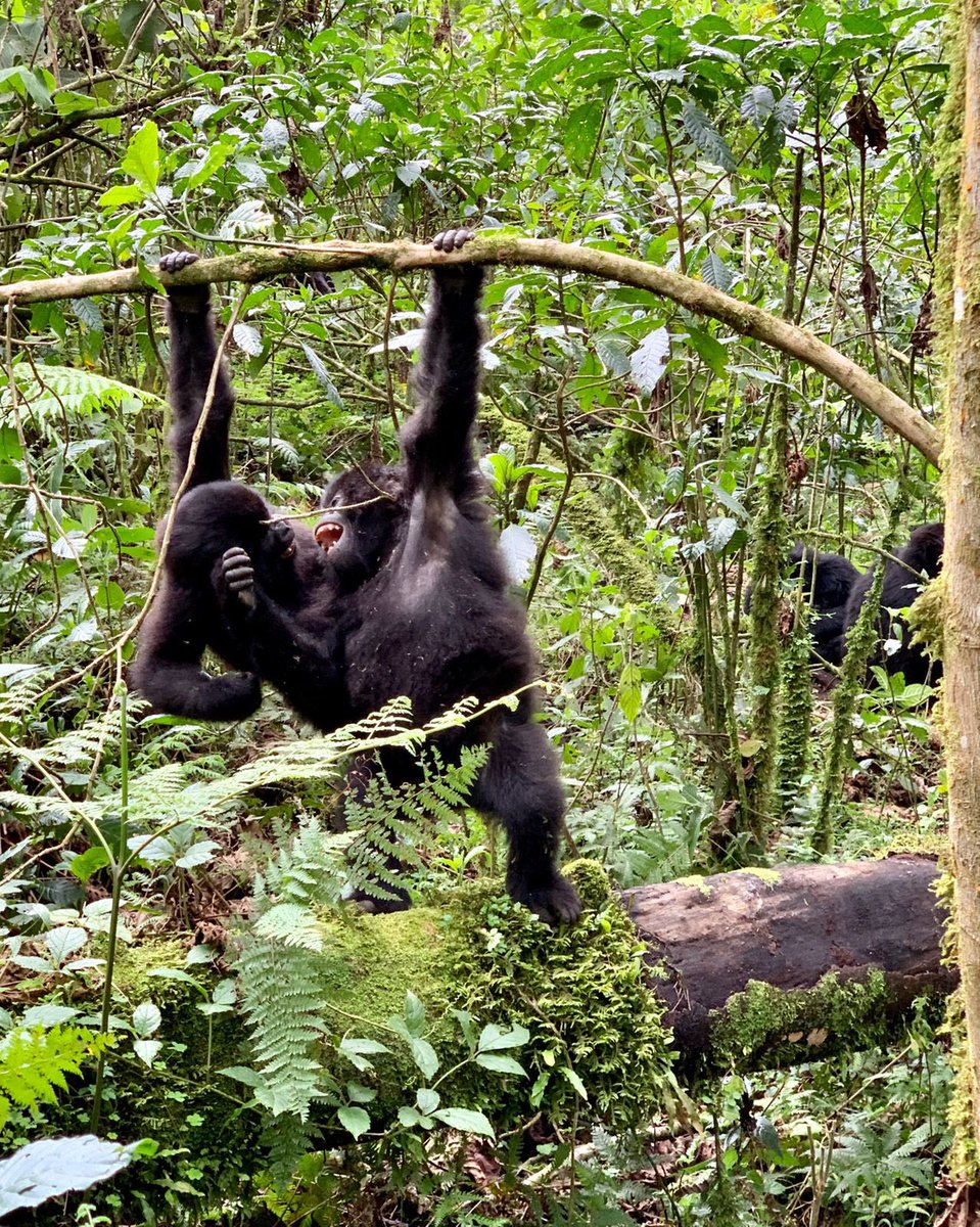 To those who don't know, those of us with African Passports qualify for a 66% discount on the trek as part of promoting tourism post covid. This expires in December, so  #VisitRwanda and walk with giants. #TheGathering #MTNSEAConference