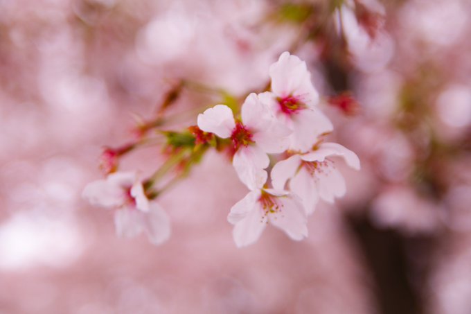 桜並木のtwitterイラスト検索結果 桜並木のtwitterイラスト検索結果