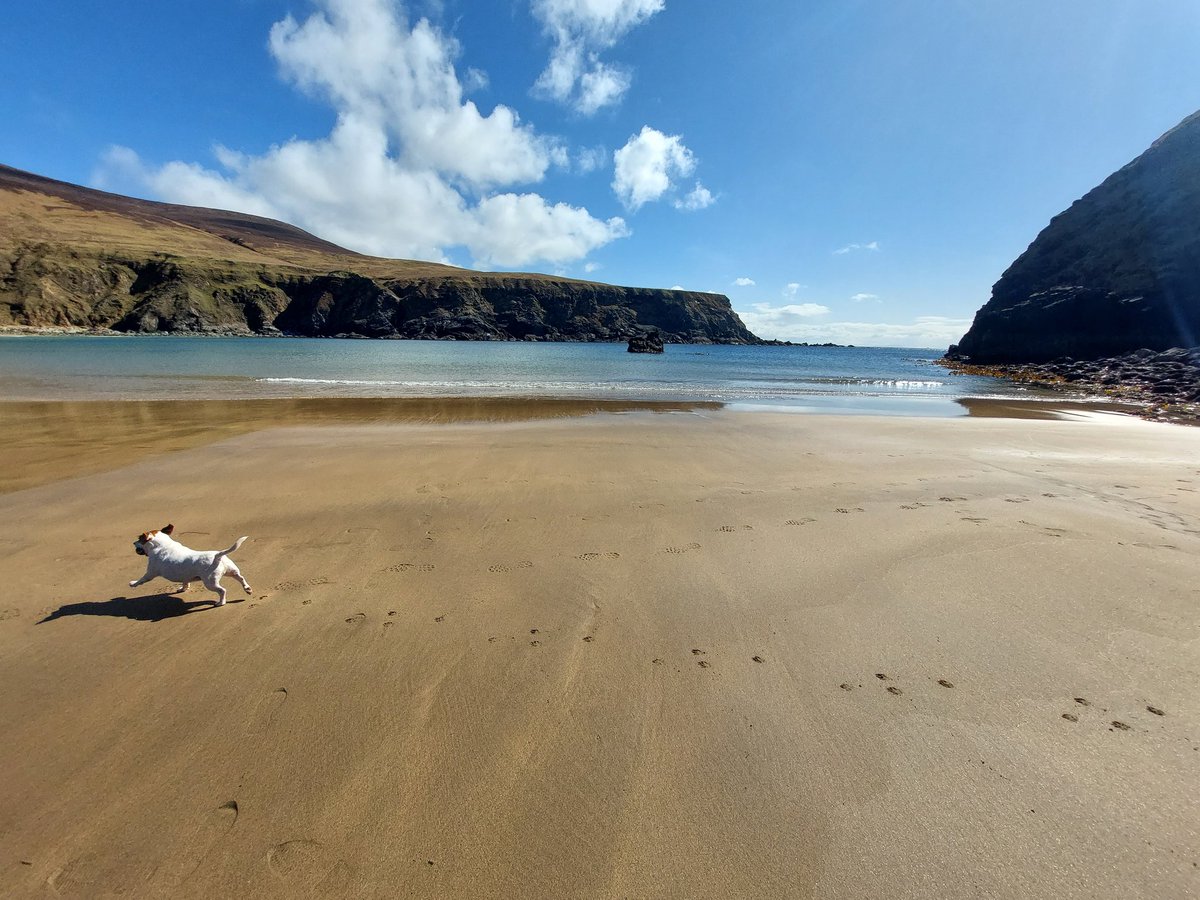 DandersDoggy's tweet photo. ☀️☀️🐕🐕🐩🐩
Tis the day for it.
#silverstrandbeach https://t.co/k7Np25rqCR