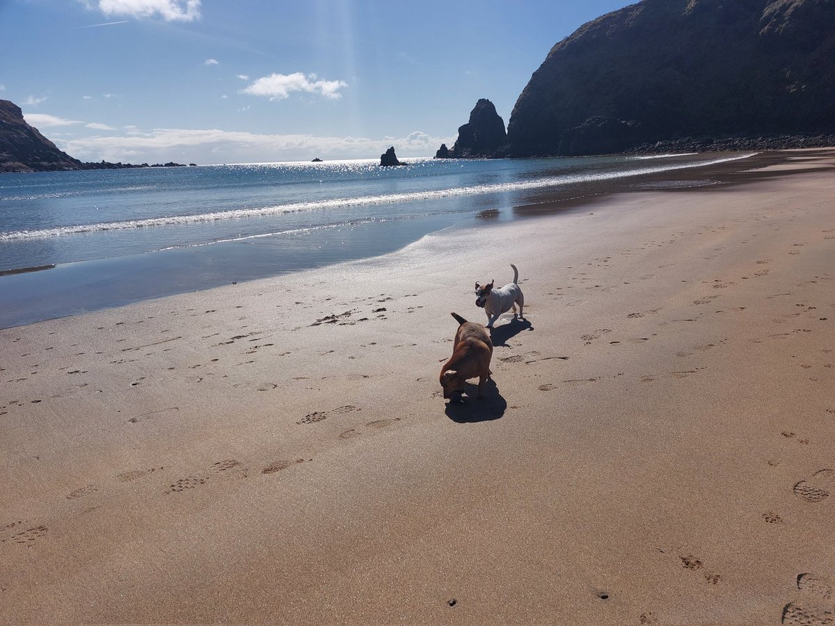 DandersDoggy's tweet photo. ☀️☀️🐕🐕🐩🐩
Tis the day for it.
#silverstrandbeach https://t.co/k7Np25rqCR