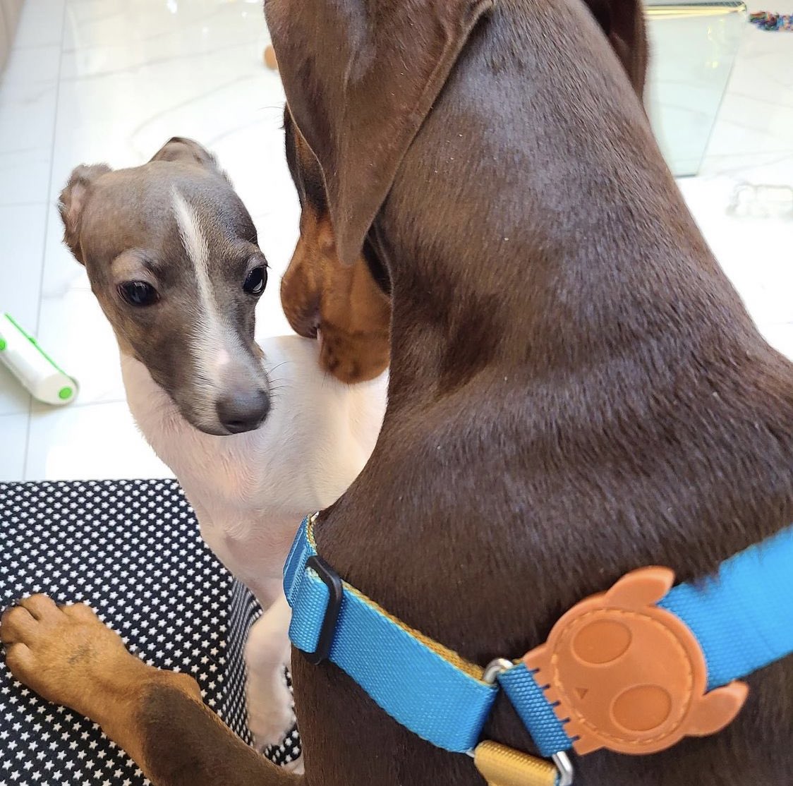 ขอย้ำว่าพัมเป็นน้องเล็ก แต่ดูฮยองสิ หลบตาน้องแล้ว1 เอ็นดู 5555555555555555555555