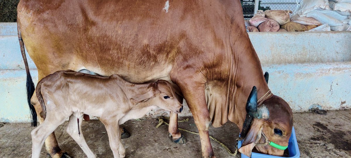 onestrawnatural's tweet photo. As we enter an auspicious new year, we warmly welcome Shubha, a newborn calf, to our family! 

Ugadi Subhakankshalu 😊

#Ugadi #UgadiSpecial #farmfamily #welcometoourfamily #newborn #newbornanimal #animalbabies #freerange #naturalfarm #happyfarm #farmlife #onestrawnaturals https://t.co/JR9FAdai0w
