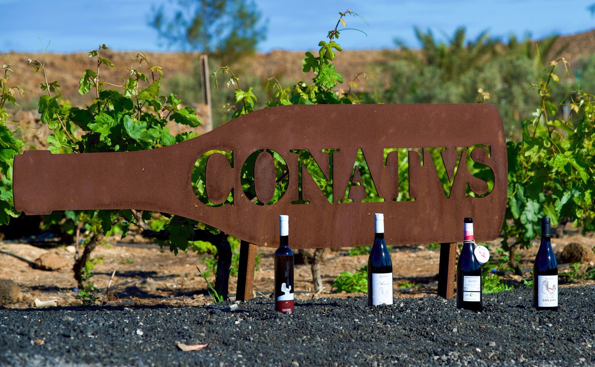 BodegaConatvs's tweet photo. Nuestros vinos de 2021: Conatvs Magec- vino dulce, Conatvs Airam-vino blanco, Conatvs Pink-vino rosado, Conatvs Tinto #Bodegaconatvs #vinodecanarias #airam #tinto #Pink #wineyard #conatvs #lajares #fuertaventura #fuertaventura2022 # mejorvino https://t.co/PI3pBIbrHW