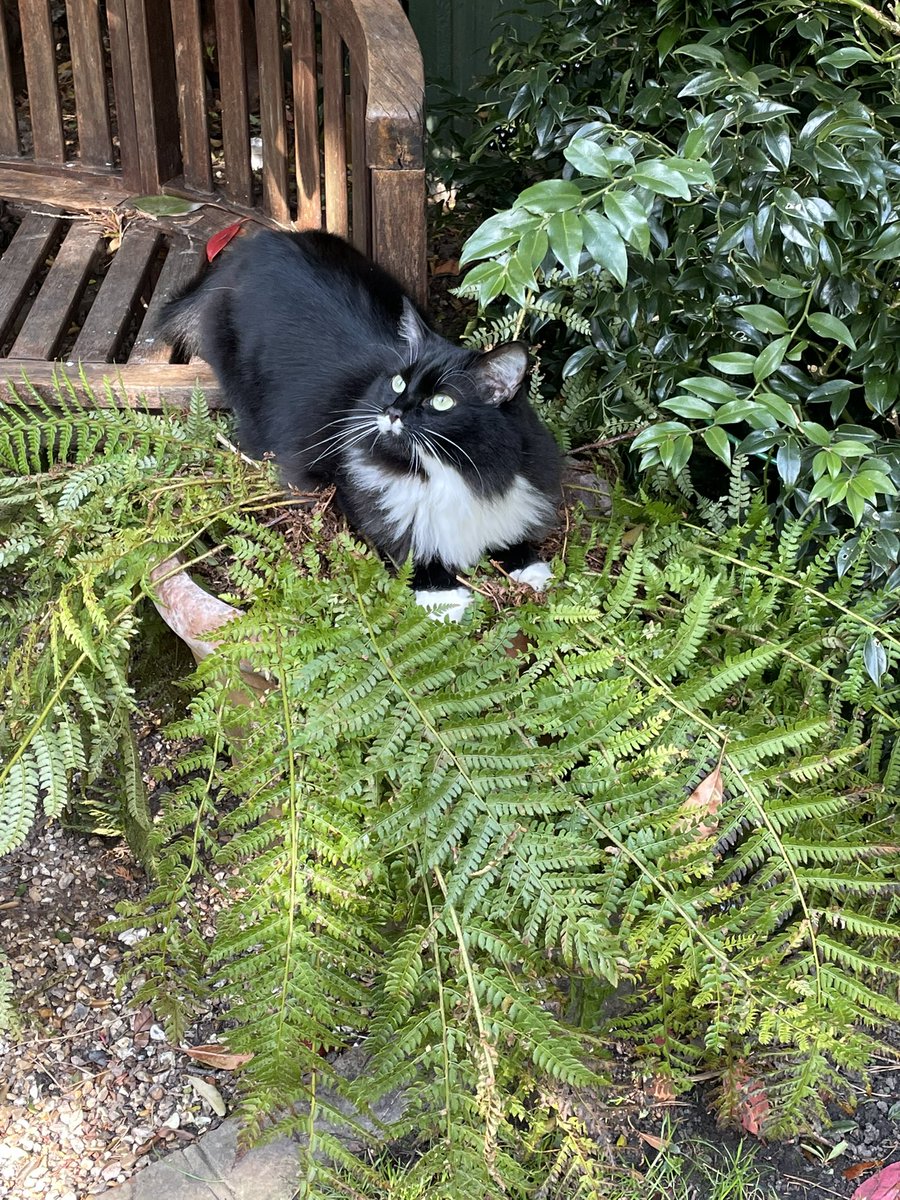 tjd19's tweet photo. I wondered why this fern was flat 🤦🏻‍♀️ #ohmolly https://t.co/uL1Vbo7Ja1