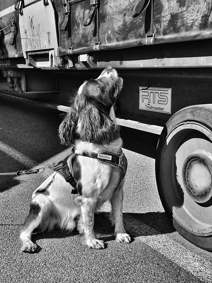 WagtailUK_dogs's tweet photo. Weโre delighted to be presenting at this prestigious Institute of Explosives Engineers (IExpE UK) event. We have also have been nominated for the #iexpe Training provider of the year award #detectiondogs #snifferdogs #explosives #fredds #security #bordersecurity #usethebest https://t.co/NC3sd2FLVK