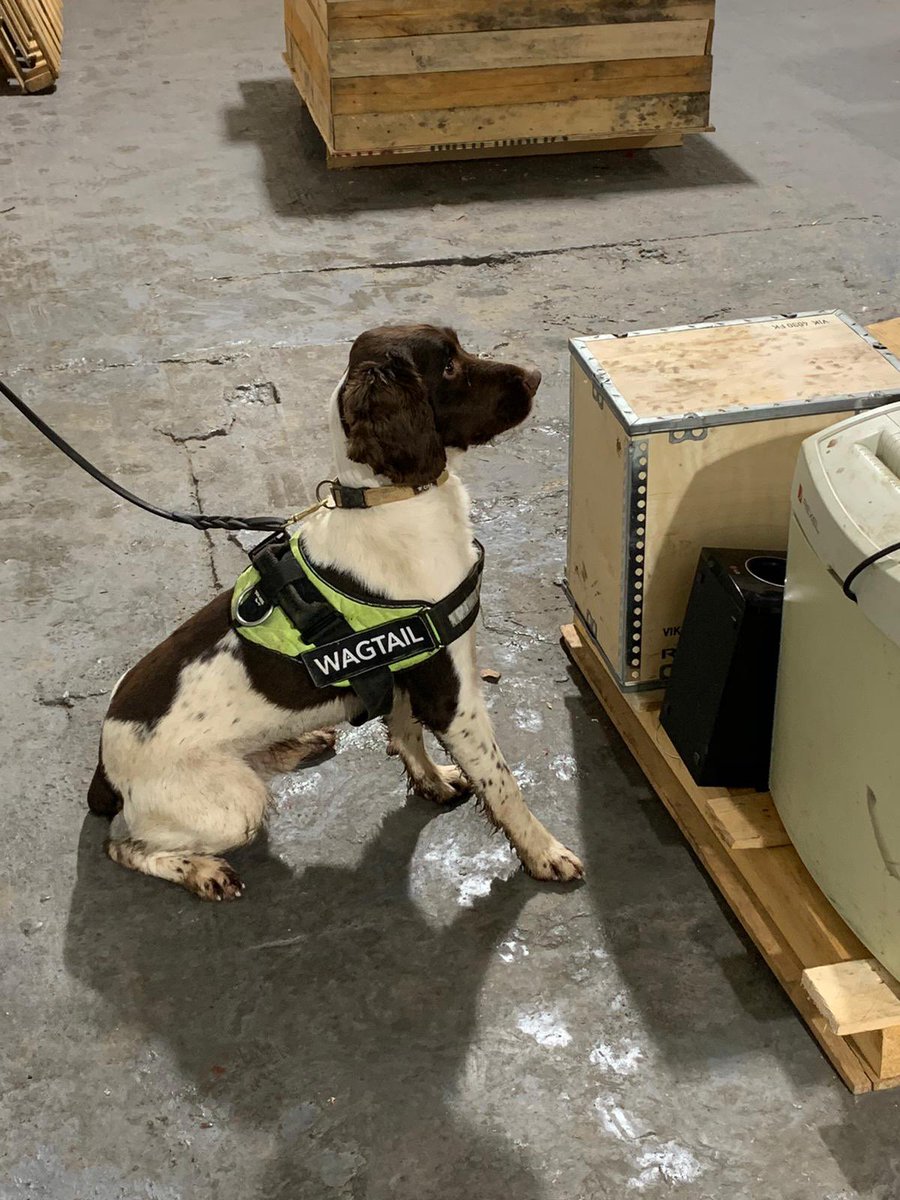 WagtailUK_dogs's tweet photo. Weโre delighted to be presenting at this prestigious Institute of Explosives Engineers (IExpE UK) event. We have also have been nominated for the #iexpe Training provider of the year award #detectiondogs #snifferdogs #explosives #fredds #security #bordersecurity #usethebest https://t.co/NC3sd2FLVK