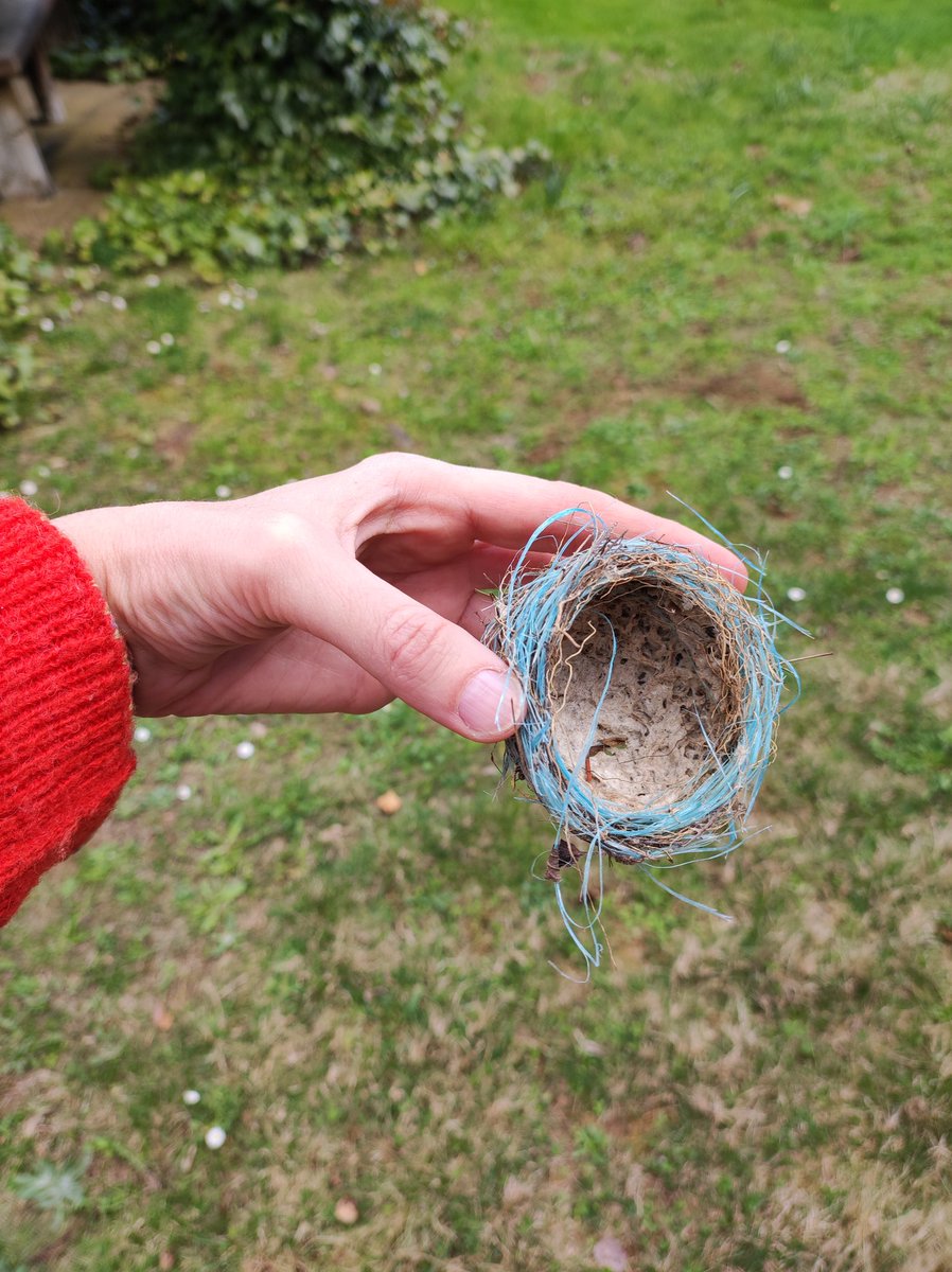We just found this blue nest. Seems like the bird in question decided to use plastic as a construction material 😯 #plasticpollution #plasticfree #microplastics