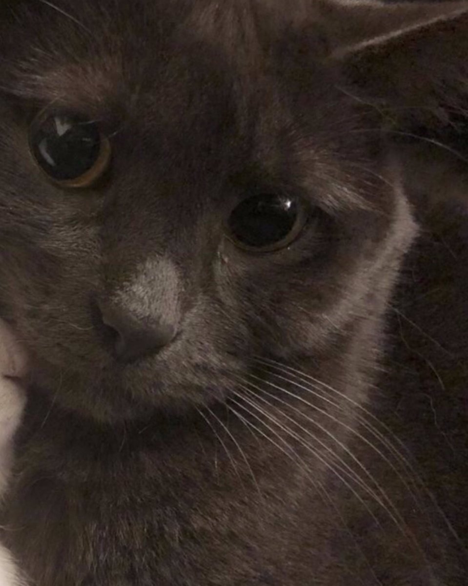 🖤– Todos os dias eu dizendo que amo a minha gatinha @jkir4_ a thread.