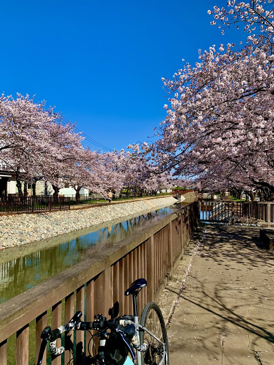 Toshipilol's tweet photo. 昨日は天気が良かったので今年初のお花見に行ってきました。愛車のJAMISに乗るのも実は久しぶり汗。花冷えで寒かったですけど、きれいな桜が今年も見れました！でも今日は雨が降ったのでもう散り始めですね。桜って本当に儚くて美しい。 https://t.co/4HQ637e5Hb