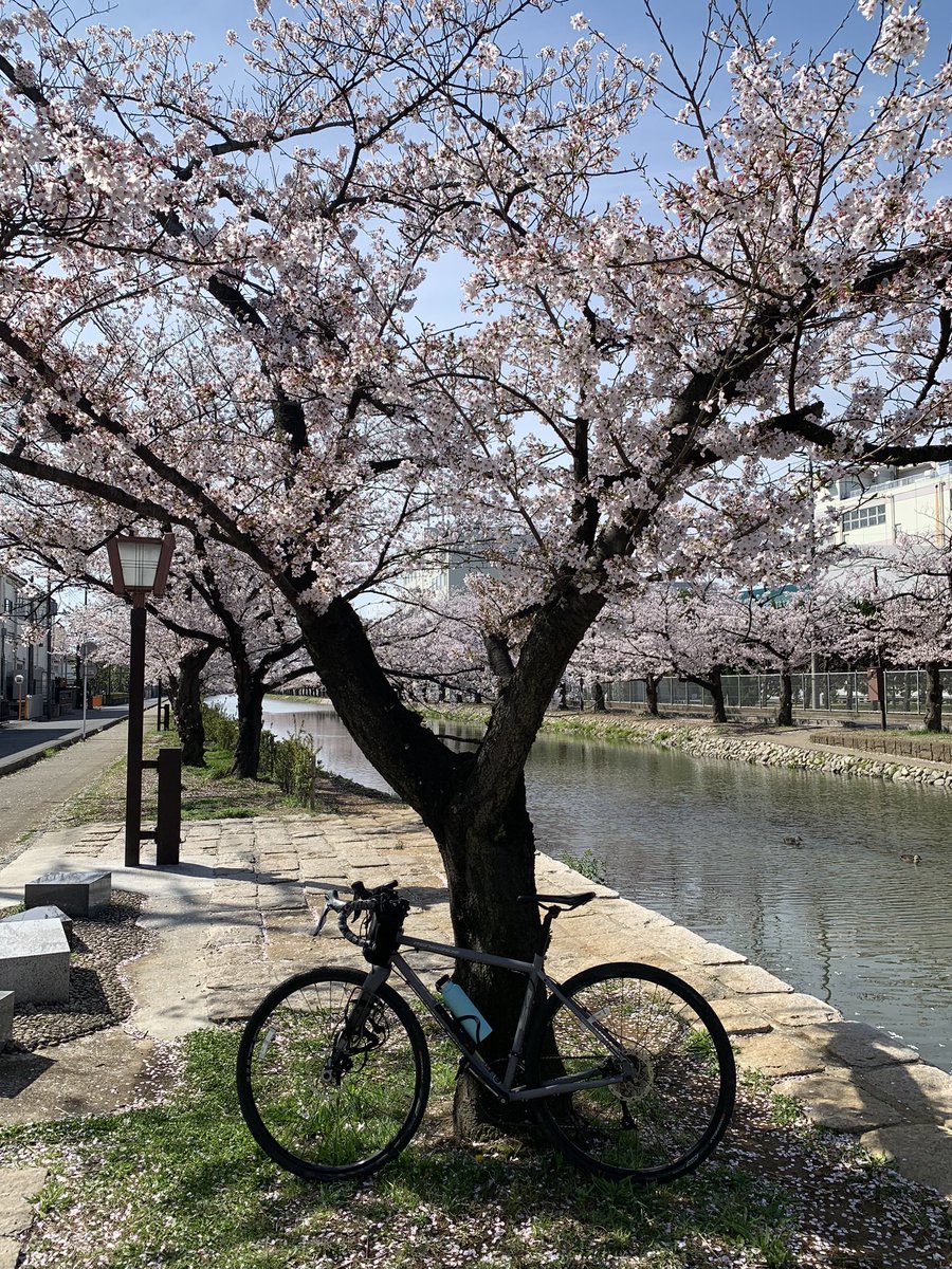 Toshipilol's tweet photo. 昨日は天気が良かったので今年初のお花見に行ってきました。愛車のJAMISに乗るのも実は久しぶり汗。花冷えで寒かったですけど、きれいな桜が今年も見れました！でも今日は雨が降ったのでもう散り始めですね。桜って本当に儚くて美しい。 https://t.co/4HQ637e5Hb