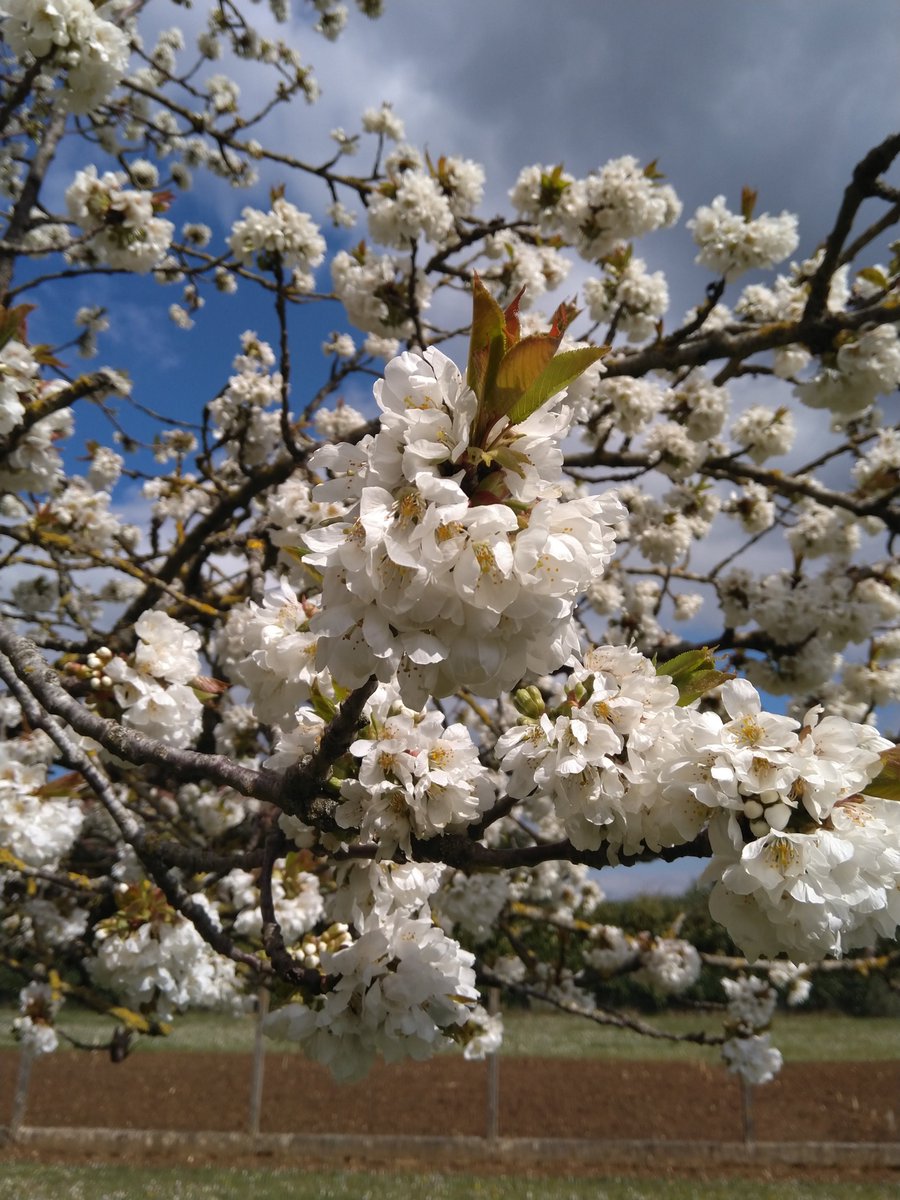 norbjd's tweet photo. @_k_orange_o Les cerisiers en France fleurissent aussi ! https://t.co/cARBKV4ahH