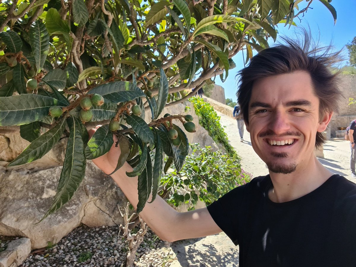 LouCommensalist's tweet photo. 🌳 One of the reasons I'm attracted to the south: so many perennial food plants! 🌱
👉 One of my favorite: the loquat or Eriobotrya japonica
#worktrip #plantstudy #howtoregenerateEurope #MediterraneanFarming https://t.co/E3hhD9FuJe