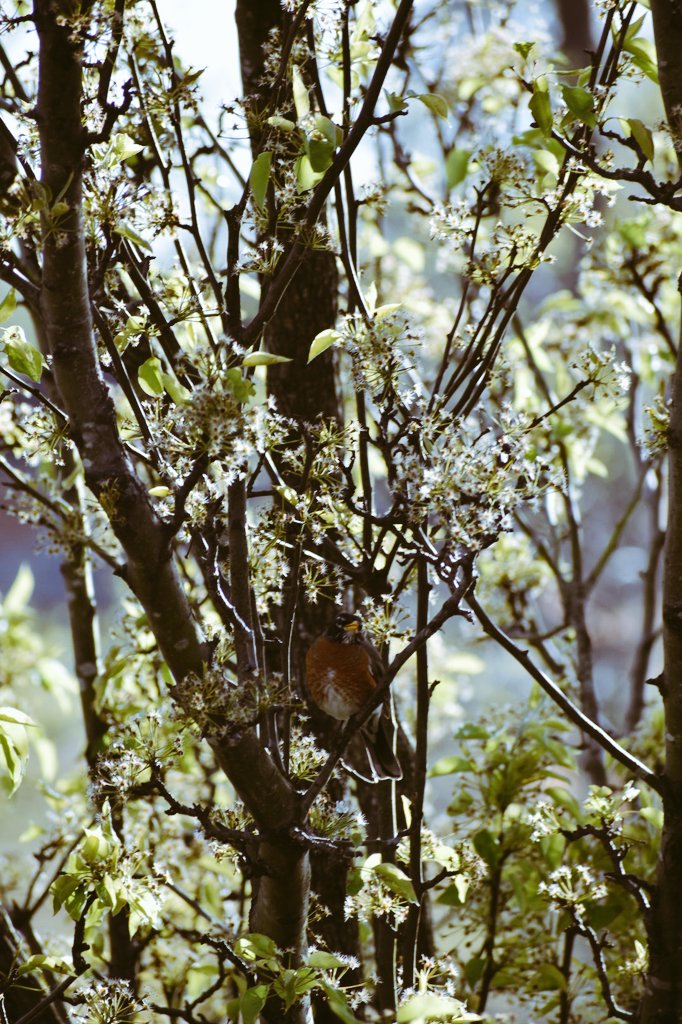 SaberCera's tweet photo. Robin 🎶 #birds https://t.co/CT8Varz0xH