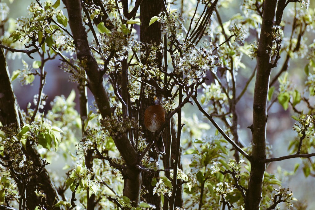 SaberCera's tweet photo. Robin 🎶 #birds https://t.co/CT8Varz0xH