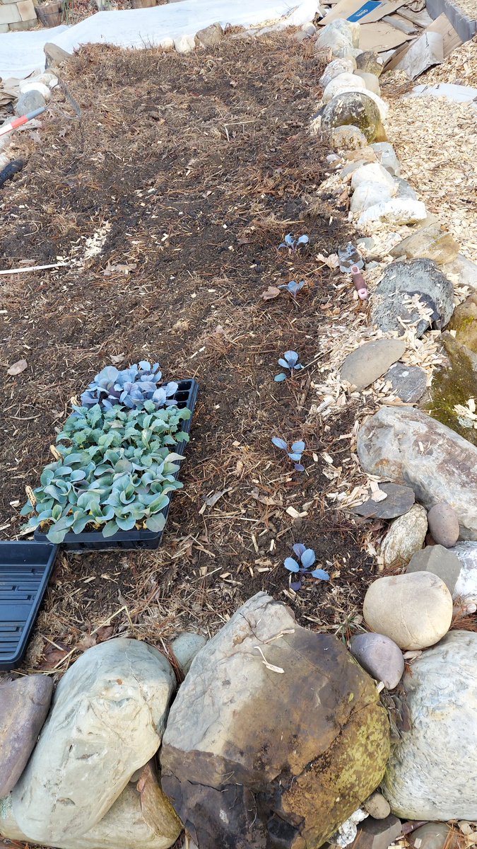 Oroborous2's tweet photo. Cabbages going in!
#closedcircle #citadel https://t.co/gZxclSuz5e