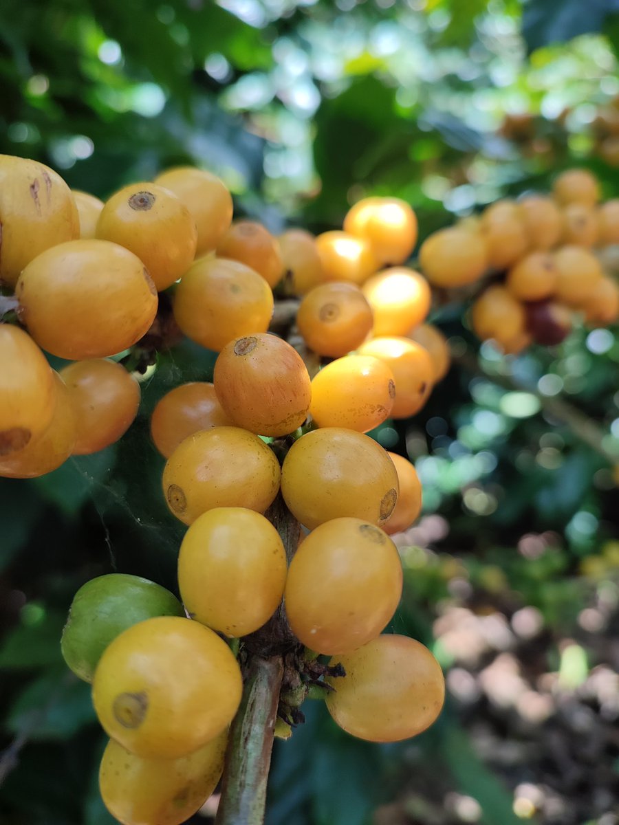 GoldMtnCoffee's tweet photo. So excited to have roasters cup coffees like these with us at #scaboston booth 777! Schedule a cupping: https://t.co/PSD0ZNIllO

 @RoastMagazine @SpecialtyCoffee #coffeecupping #bostoncoffee #specialtycoffee #coffeefarm #goldmtncoffee https://t.co/eQ6S2dTgye