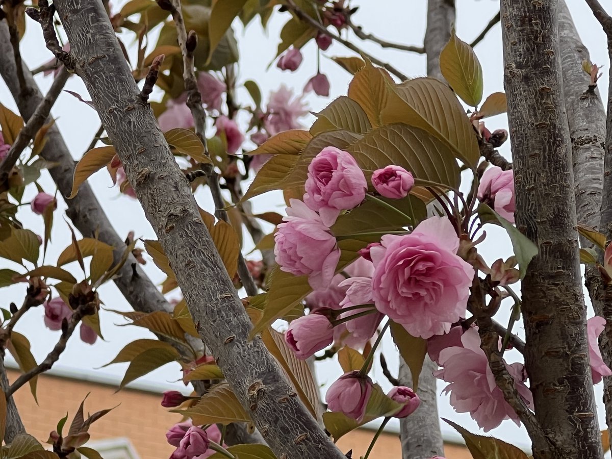 Provensals1897's tweet photo. #Meridiana #Mallorca
Avui hem celebrat el #Hanami, cerimònia de contemplació de les flors de #Sakura
Sota un #Cirerer florit (però sense murmuri d'abelles)
Ja no cal que emeteu CO2 per anar fins #Aitona https://t.co/CpQ1Dtz65K