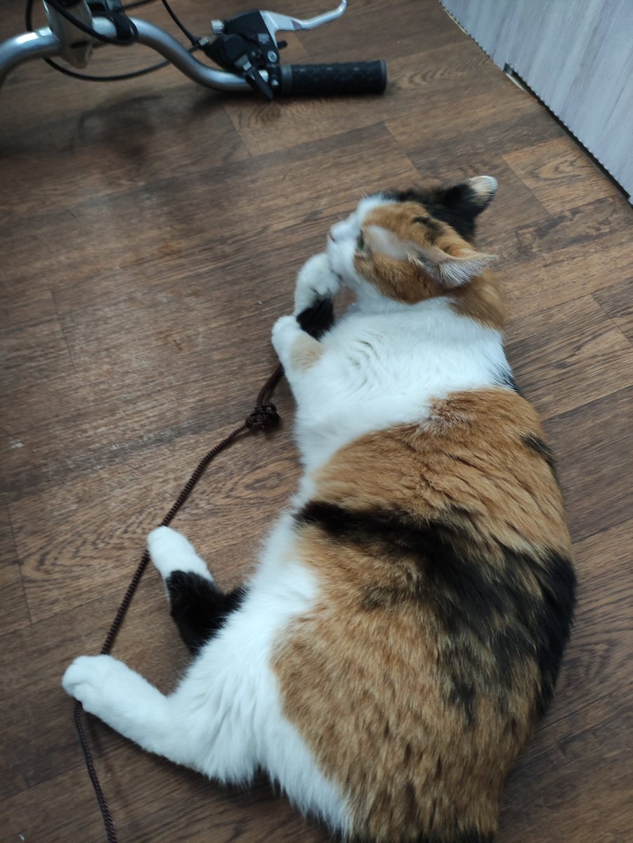 Наохотила шнурок и задумалась о смысле миски, шнурка и всего остального