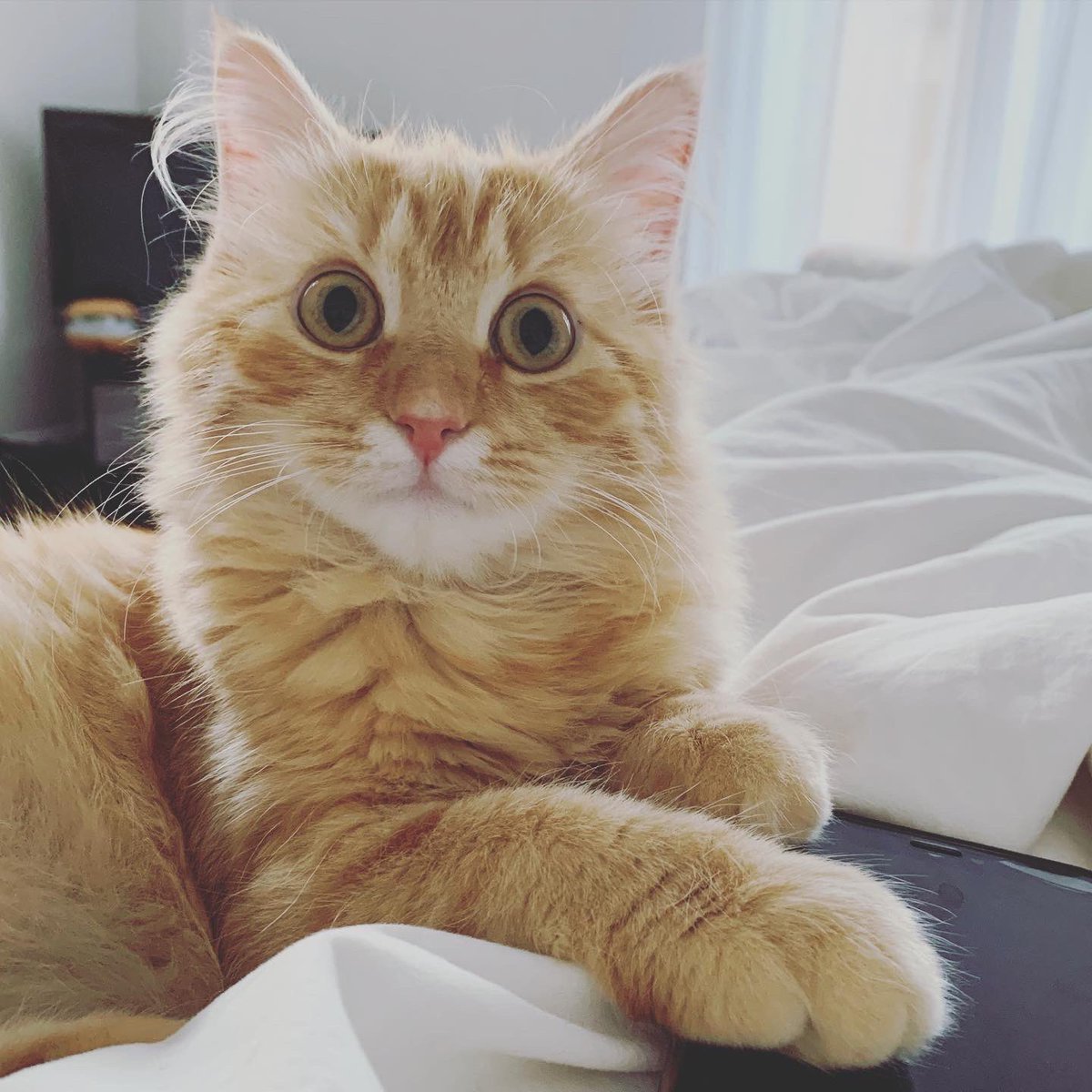 nyckittens's tweet photo. #sundayvibes #CatsOfTwitter https://t.co/Mu4GthNGVa