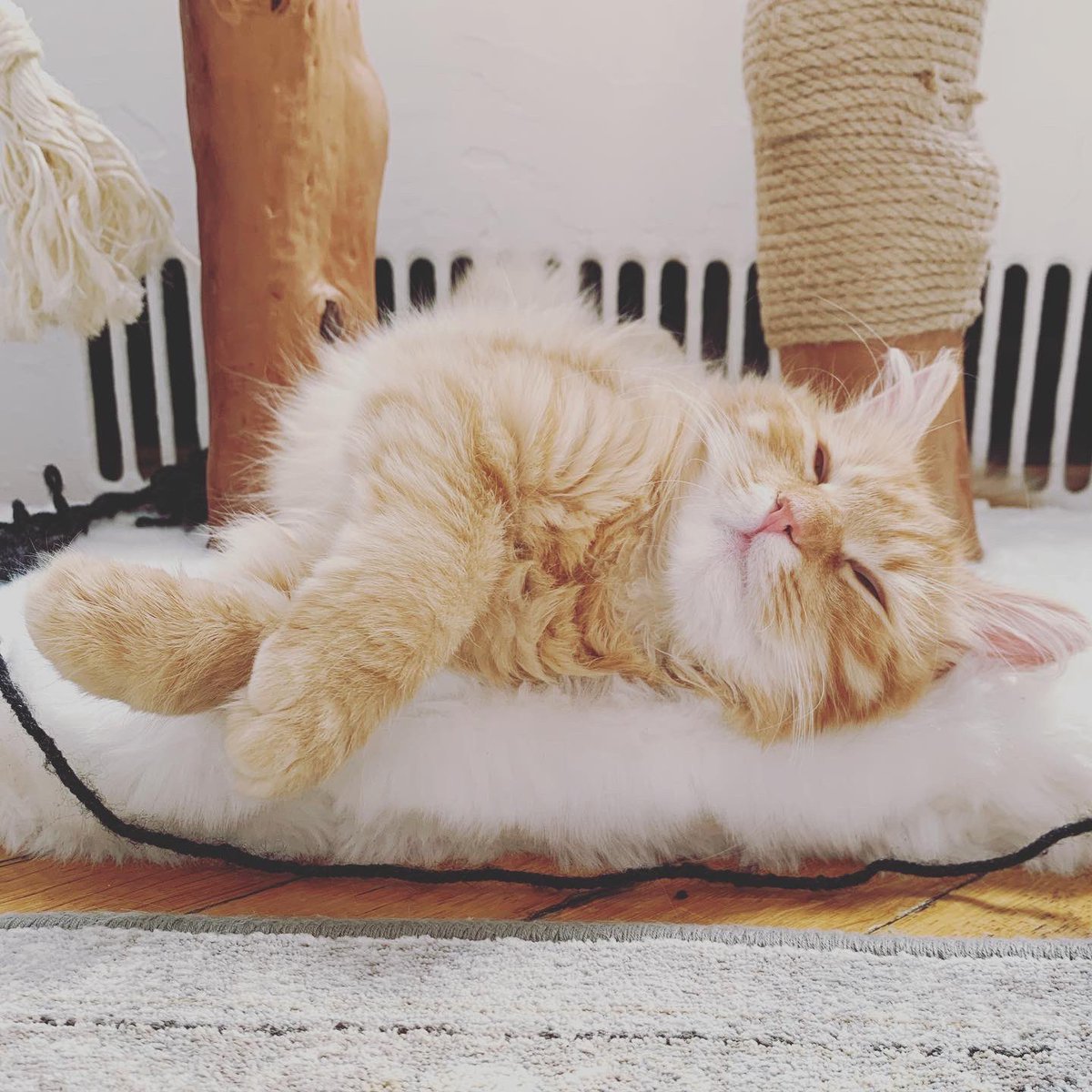 nyckittens's tweet photo. #sundayvibes #CatsOfTwitter https://t.co/Mu4GthNGVa