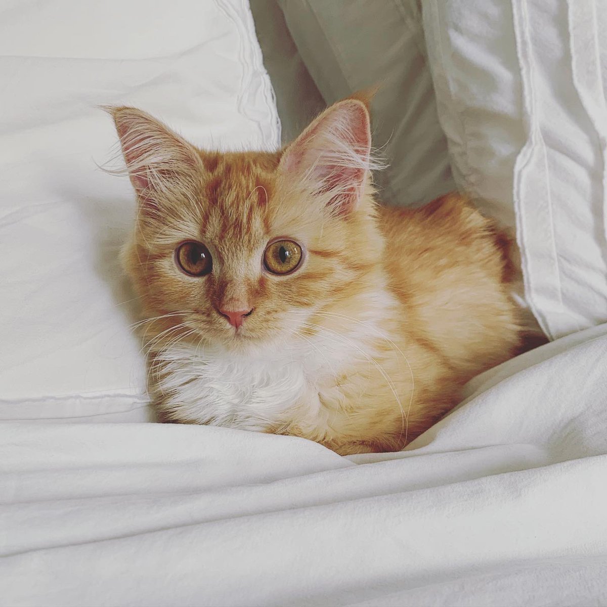 nyckittens's tweet photo. #sundayvibes #CatsOfTwitter https://t.co/Mu4GthNGVa