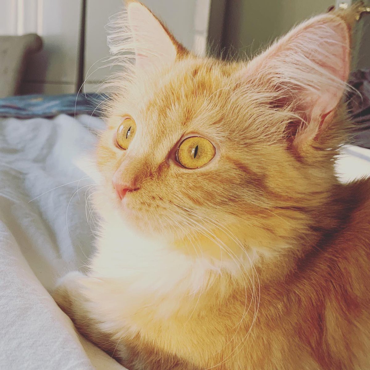 nyckittens's tweet photo. #sundayvibes #CatsOfTwitter https://t.co/Mu4GthNGVa