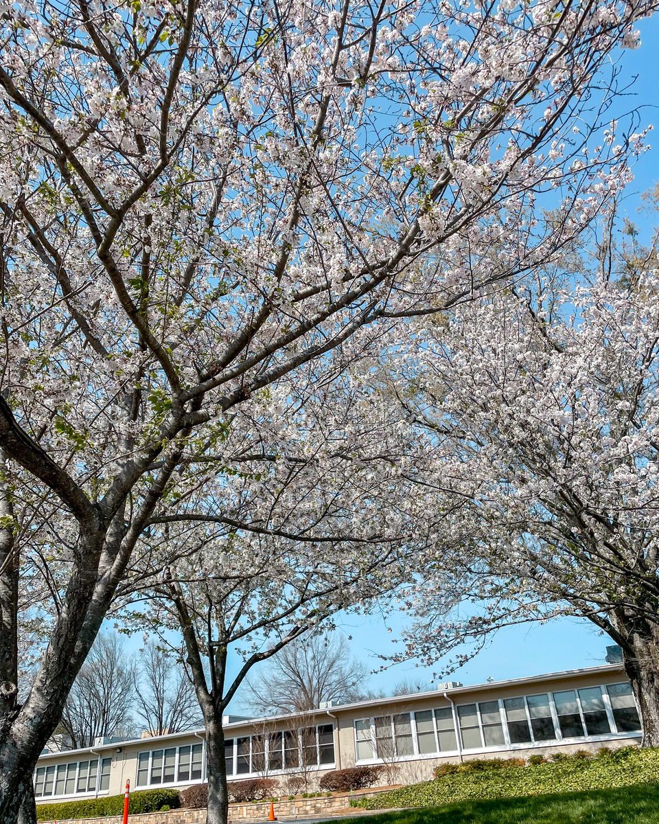 Spring has sprung at The Walker School! #OneWalker