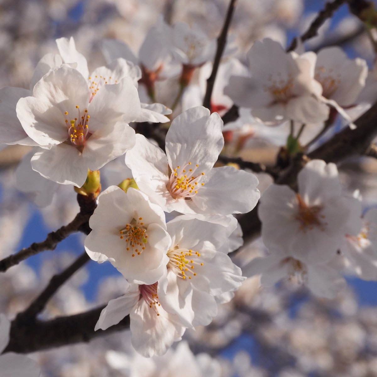 akane1o28's tweet photo. 花より桜もち。笑
#お花見 https://t.co/xLroecGg6n
