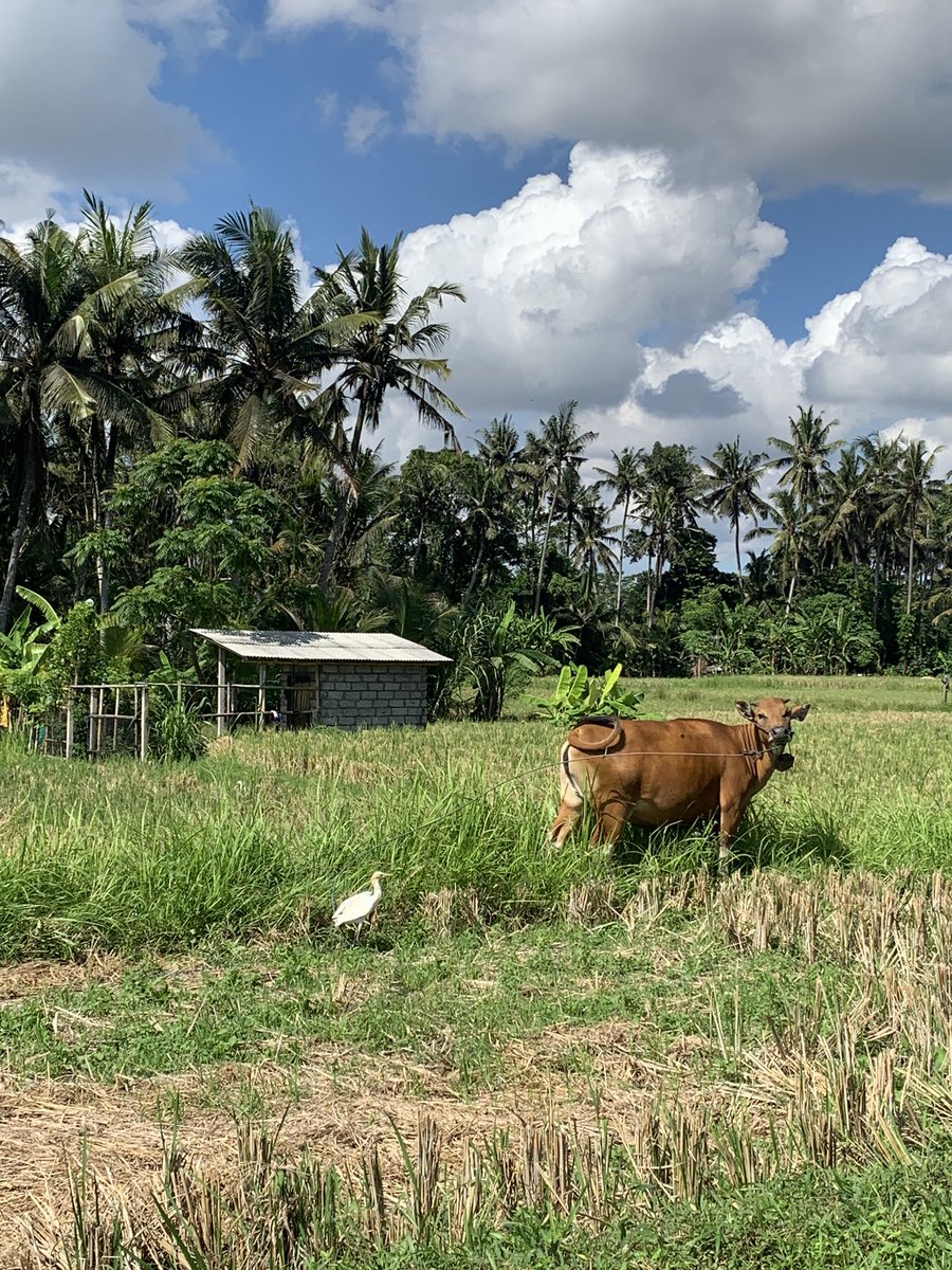 Another grateful day to be able to see the super bright sky, enjoy the trip on my bike, can learn to paint again with the local community

Look at those animals! How cute ✨