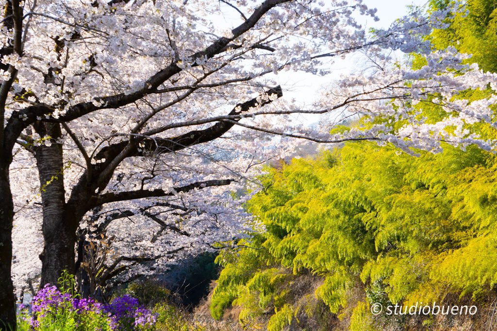 50Kitasan's tweet photo. 桜と竹林
東京の平井川で撮影
夕方の斜光で桜を撮るのは難しいなぁ。
#写真好きな人と繫がりたい 
#癒し 
#カメラ好きな人と繋���りたい https://t.co/hLtfQoW2C5