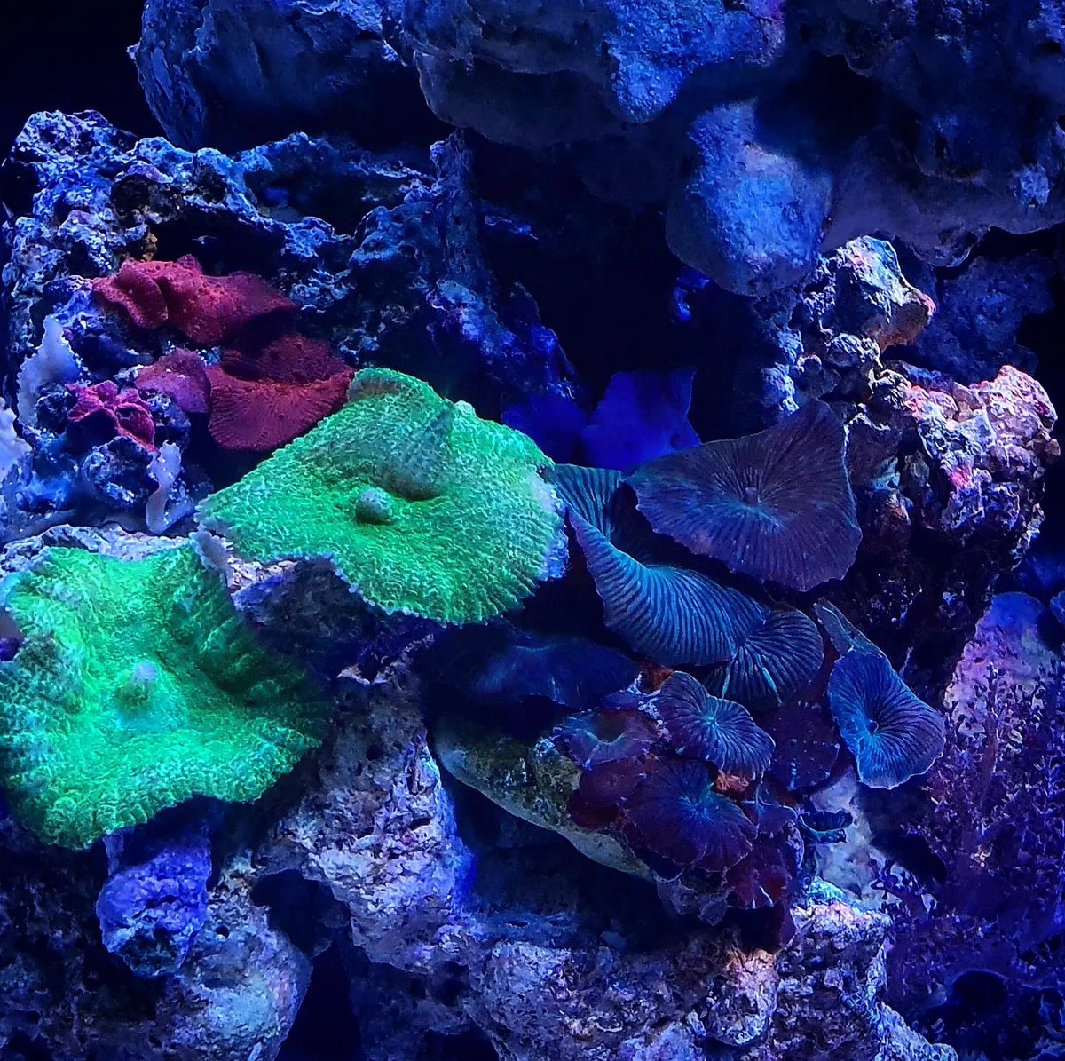 Fishy Fact Sunday 🐠🦀😃

Did you know: Most people think corals are plants, but they are actually animals related to jellyfish and anemones. Although corals only represent 1% of the world’s oceans, they support 25% of all marine species. 😲 

#bluereefaquarium #coral #fishyfacts