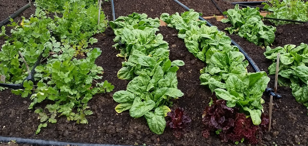 Today I harvested cilantro &amp; spinach from my garden!  Plan ahead, and you too can have an early harvest. These were planted last fall, along with kale and arugula, and survived UNPROTECTED during the winter. A few plants died, but those that survived have now perked up!