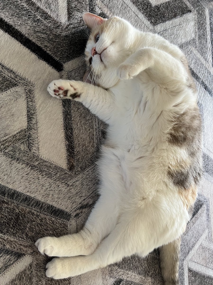 Banned from paint room because she is a cat (discrimination)