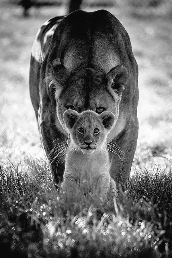 Ang_Gulino's tweet photo. Buona serata amici di Twitter ๐ฆ
#GoodEvening #buonaserata #seraใกใใ #seratatop #buonasera https://t.co/whZQ33u4XU