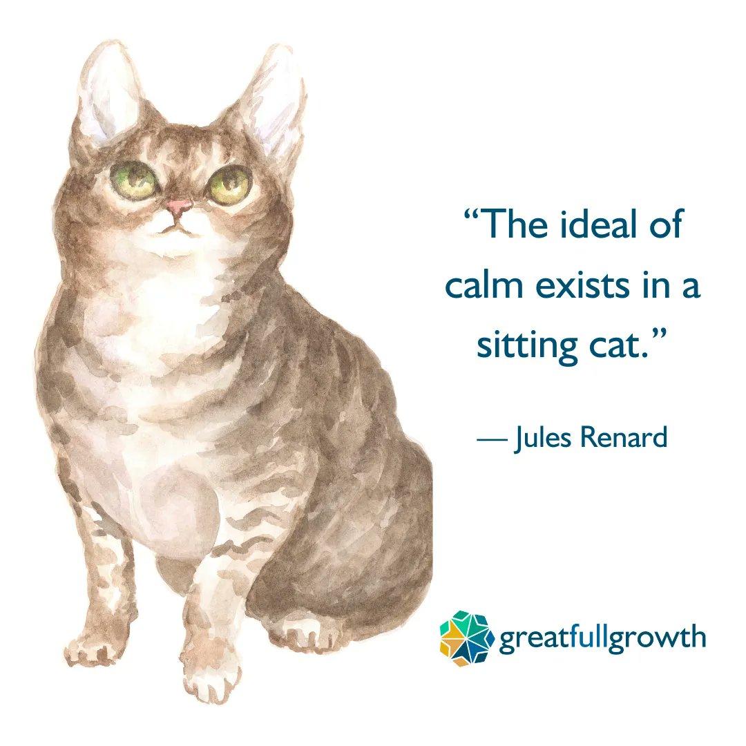 greatfullgrowth's tweet image. Cats are the epitome of calm - surveying the world around them and moving slowly through their life.  #calm #greatfullgrowth