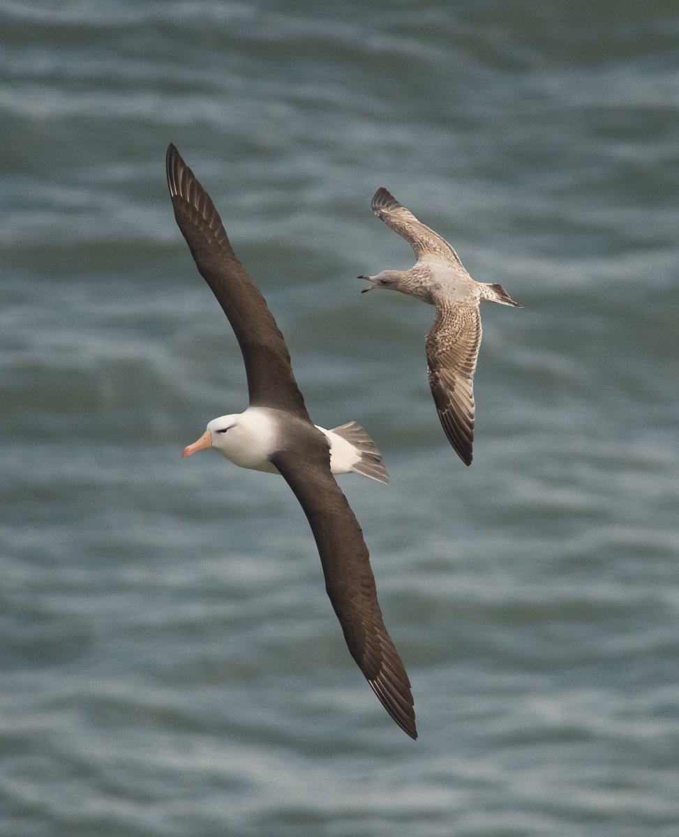 Not everyone is pleased to see his return, but look at the size difference between the Herring gull and the Albatross. Digiscoped through a <a href="/SwarovskiOptik/">SWAROVSKI OPTIK</a> STX 85. <a href="/RareBirdAlertUK/">RareBirdAlertUK</a> <a href="/DonnyBirding/">Donnybirding</a> <a href="/bobubirder/">BOB USHER</a> <a href="/PaulHdigiman/">Paul Hackett</a> <a href="/1ChrisHarris/">Chris Harris</a> <a href="/wathingsmecca/">John Hewitt</a>