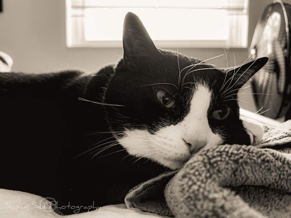 susanseephoto's tweet photo. I woke up to find this adorable scamp pressed into my neck and chest, head buried deep while his talons "massaged" me. ❤️ https://t.co/Ahy8Xh7NHr