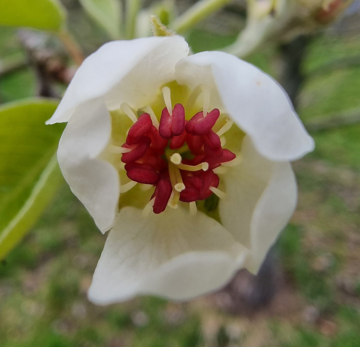 RANDOM APPLE COMPANY tweet media