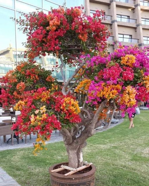 CucutaDenuncia's tweet photo. #Jardines

Un #Jardín para ti...🎶❤

@cucutadenuncia #YoAmoCucuta #visitaNortedesantander 📸🤙
#Fotografia #foto #photo #photographer #cucuta #instagram #instalike #instacool #Colombia #toches
#nortedesantander https://t.co/uw7CEix0jy