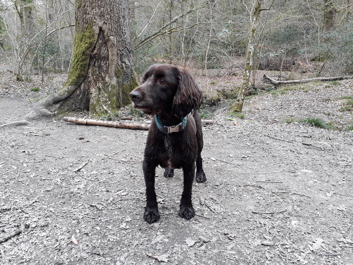 RobJames68's tweet photo. Woods walking again today. This time in the Forest of Bere. #WeekendWalking #HappyDog #DynamicDog #BlurryDog https://t.co/1n8hnakSDr