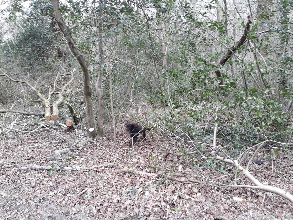 RobJames68's tweet photo. Woods walking again today. This time in the Forest of Bere. #WeekendWalking #HappyDog #DynamicDog #BlurryDog https://t.co/1n8hnakSDr