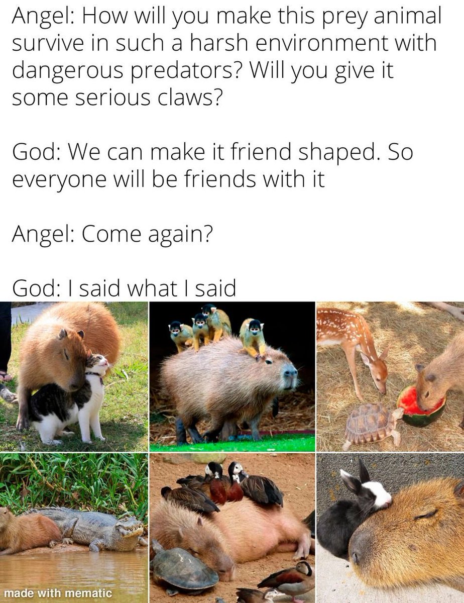 Capybaras are friendshaped 👀