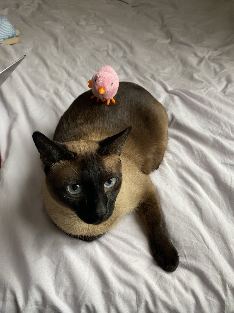 Memes to Show Your Cat (@showyourcat) on Twitter photo 