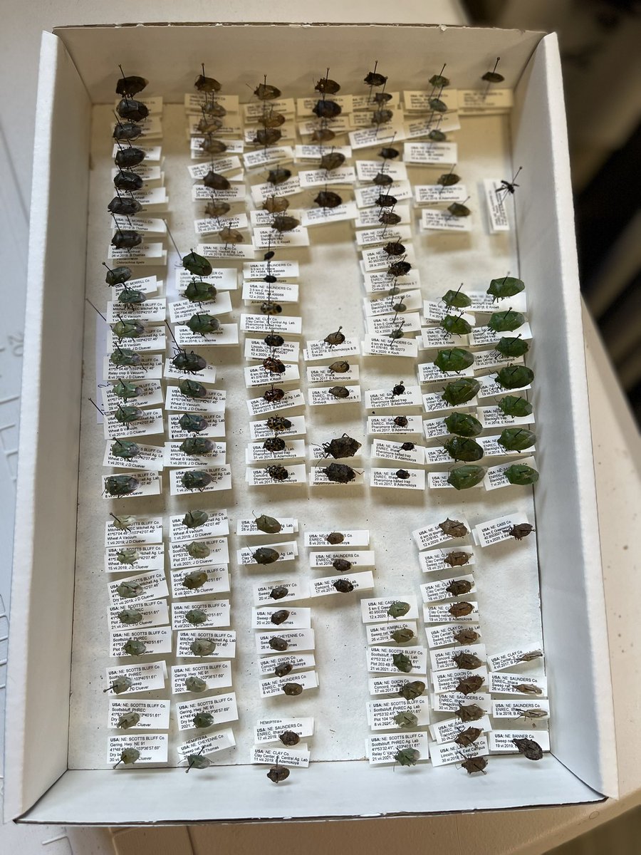 BlesynePhunmie's tweet photo. I fell hard for these babies. I thought systematics would be boring but ID-ing these guys proved me wrong. I loved every bit of the process. I am definitely picking up stink bug collection as a hobby for the rest of my life. https://t.co/6lFk5e8QLu