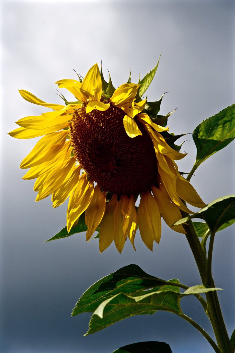 CatGroeber's tweet photo. @TheSneakyLens 🌻 https://t.co/A6piY3hXWm