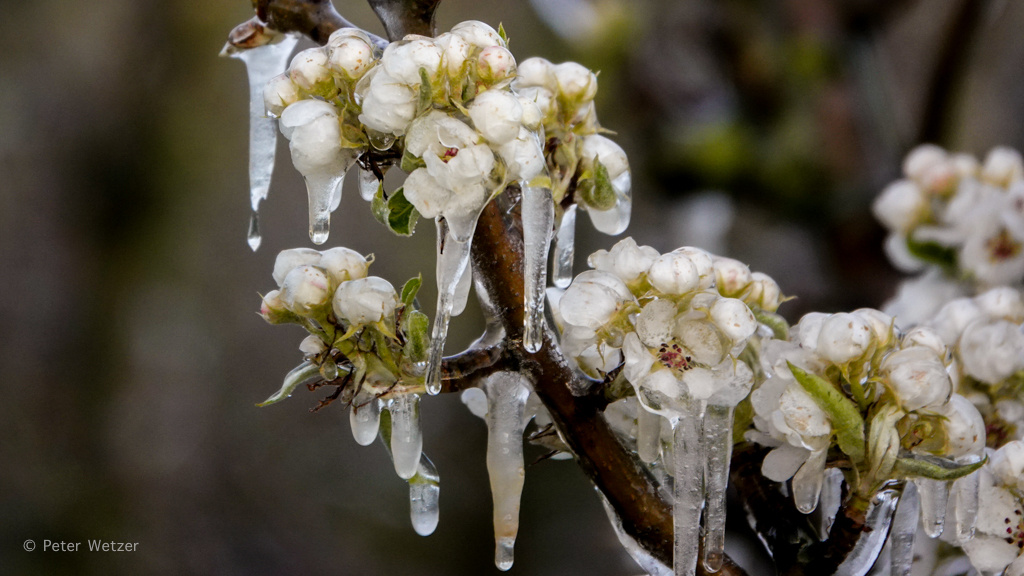 PeterWetzer's tweet photo. Vanmorgen vroeg uit de veren -> "Frozen" bij Appelgaard Jurrius Helmond. Meer foto's op https://t.co/aAgQsXLm7s
#Frozen #Appelgaard #Jurrius #Helmond #Goor #sonyRX10M4 https://t.co/204E4bWxiJ